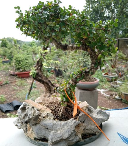 CÂY BON SAI